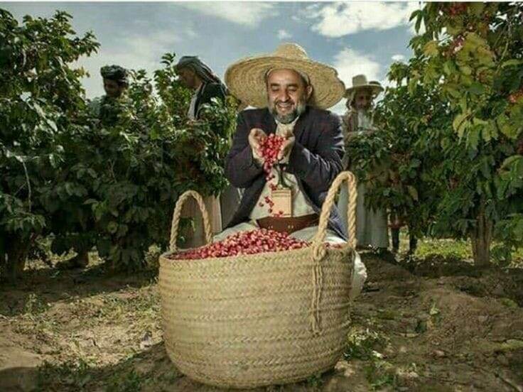 Сбор кофе Ймен Мокко проходит всегда вручную..Фото Pinterest