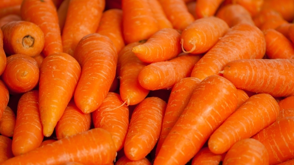 Морковь Абако оптом от производителя Великие Копани | Copany Market Premium