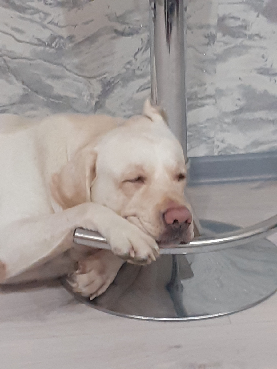 Белка, вполне такая серьёзная собака