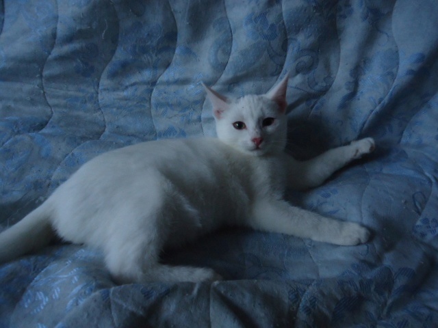 Этого котика Татьяна хотела оставить