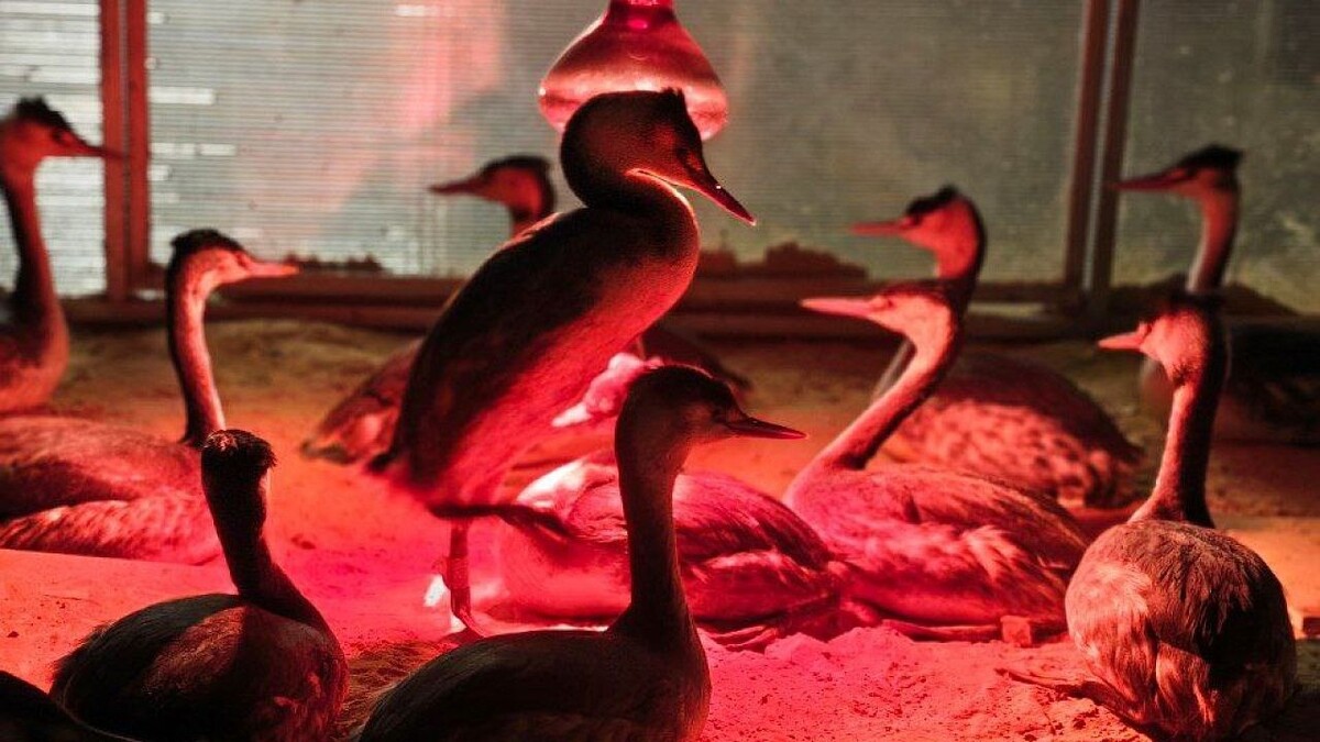    Фото: t.me/help_birds_krd