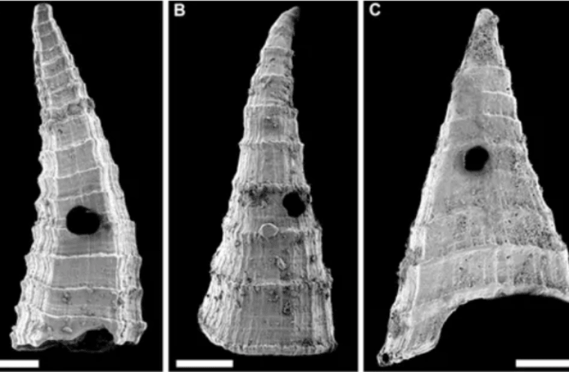 Примеры раковин Lapworthella fasciculata. (фото из журнала Current Biology). Отверстия в них просверлил древних хишник
