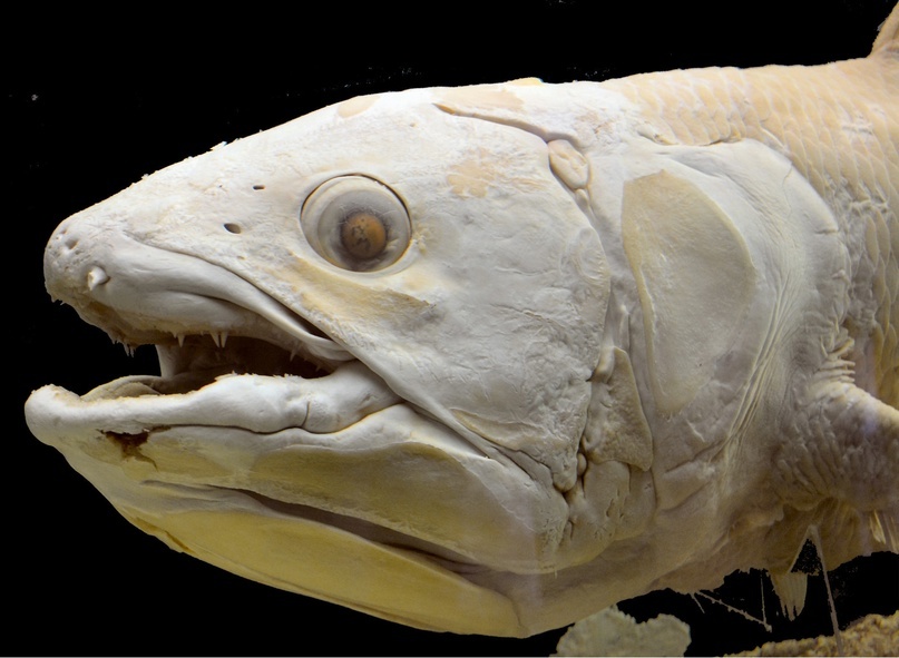 Целакант. Музей в Вене