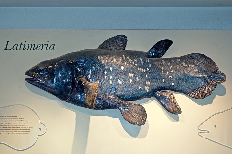 Фото: Arne Kuilman / Flickr.com