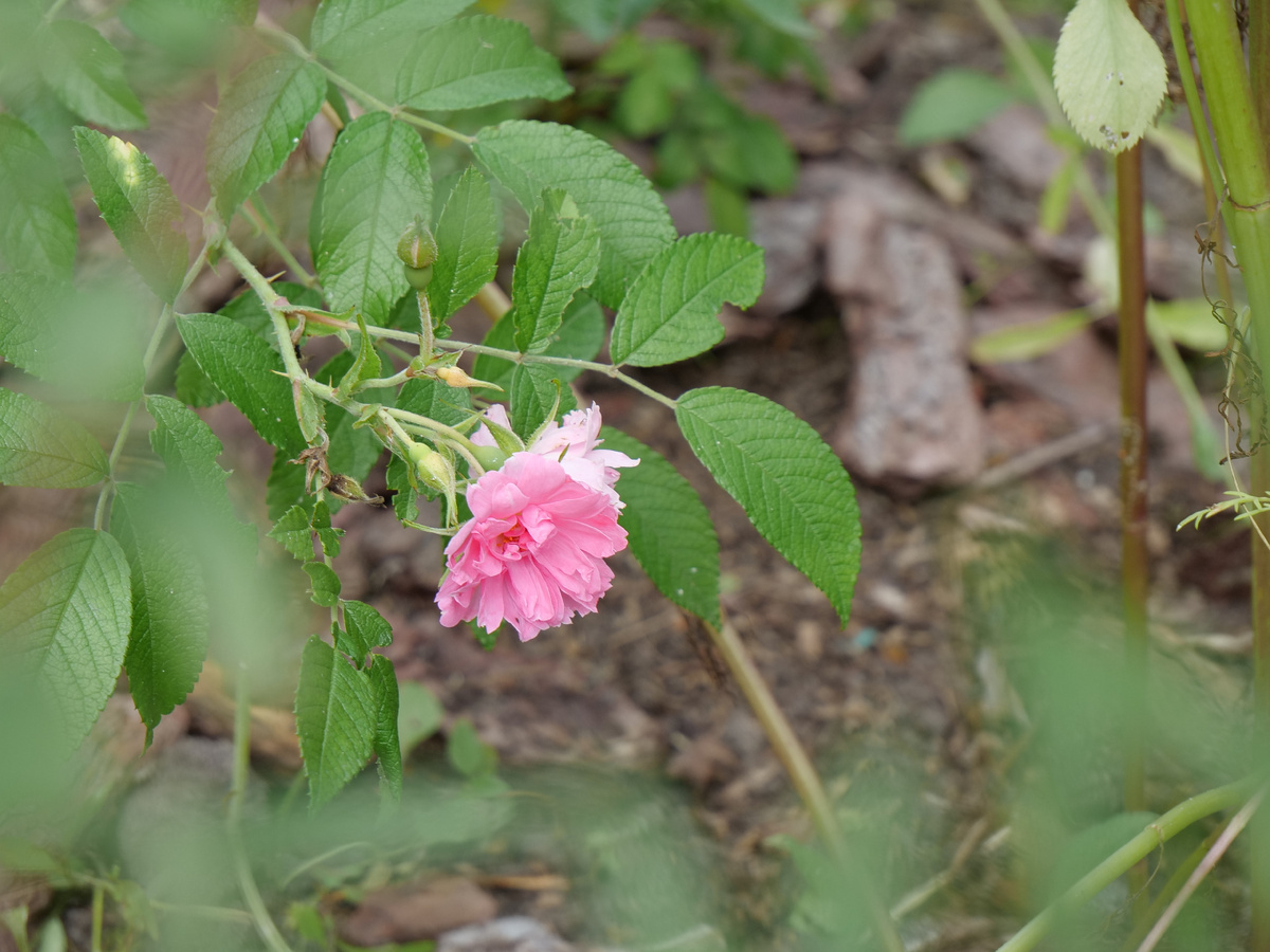 Pink Grootengorst, 1923