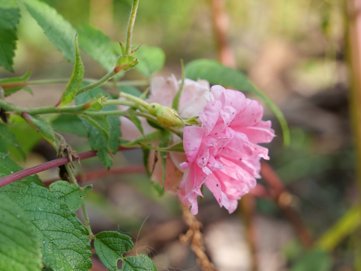 Pink Grootengorst, 1923 Зачумазилась от моего горе-полива.