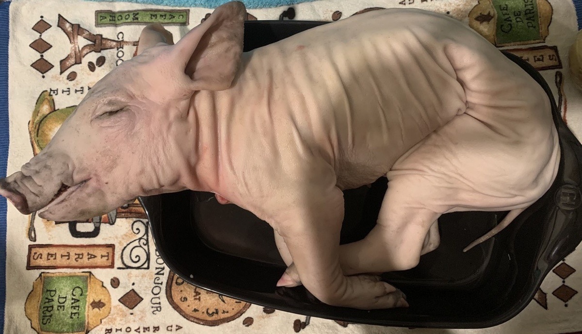 Молочный поросенок после ощипа