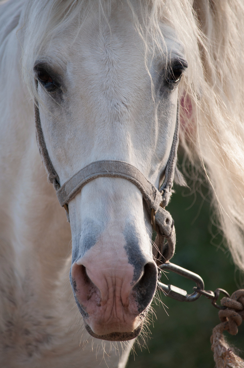 Уши лошади говорят о ее настроении. Фото авторское