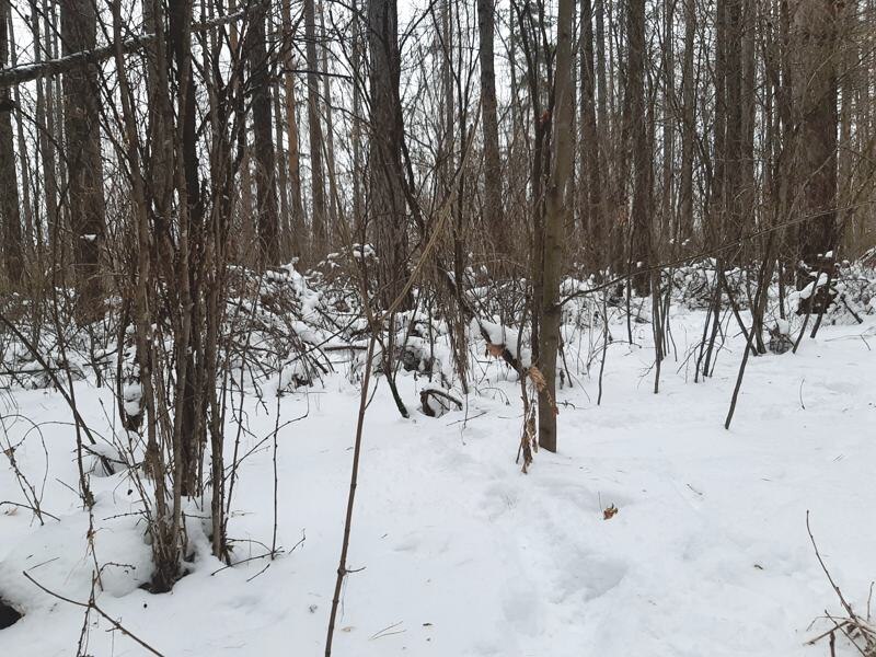 Лес явно не прибран - мелкие кустарники не дают пройти по снежной целине в произвольном направлении