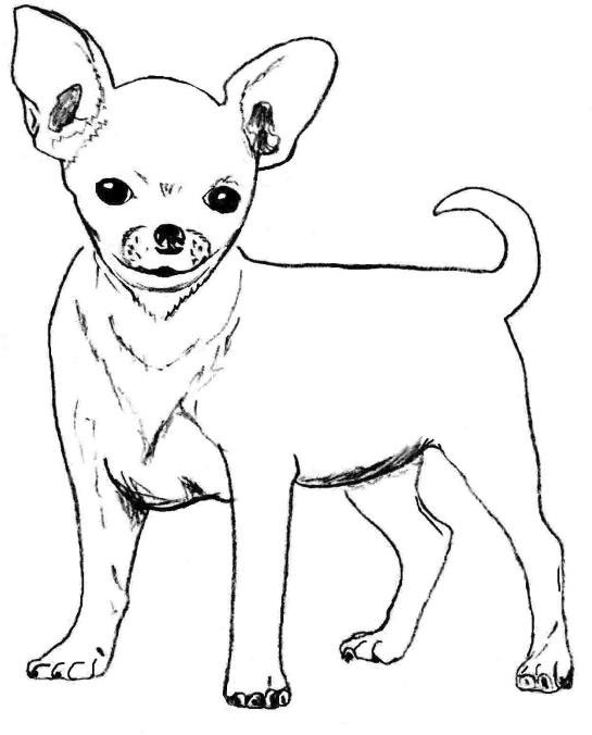 Гладкошёрстный тип чихуахуа.
