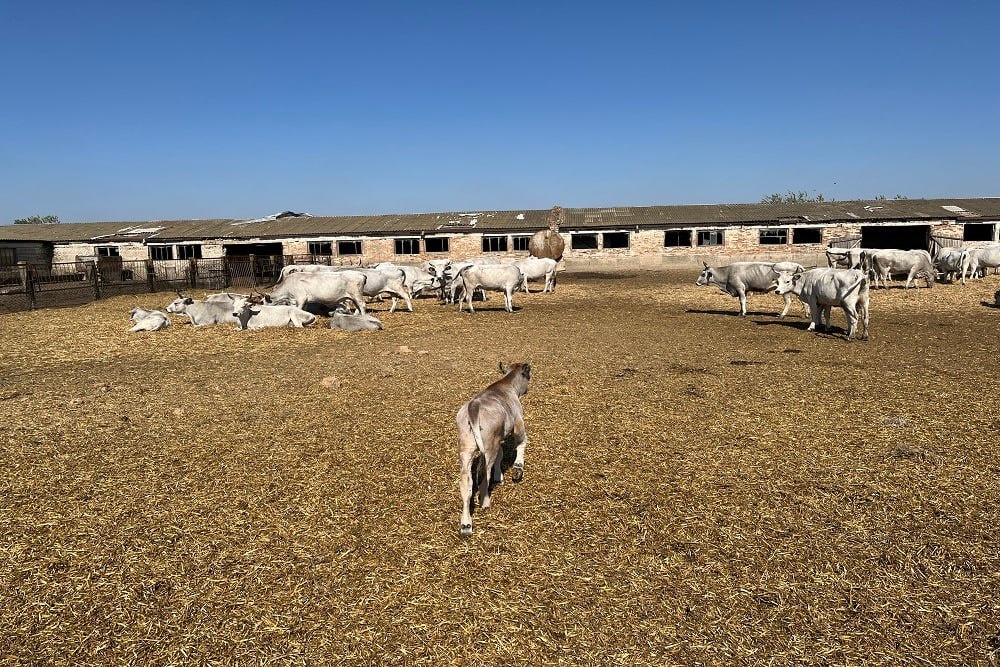     Фото: Алена Ларина/РГ