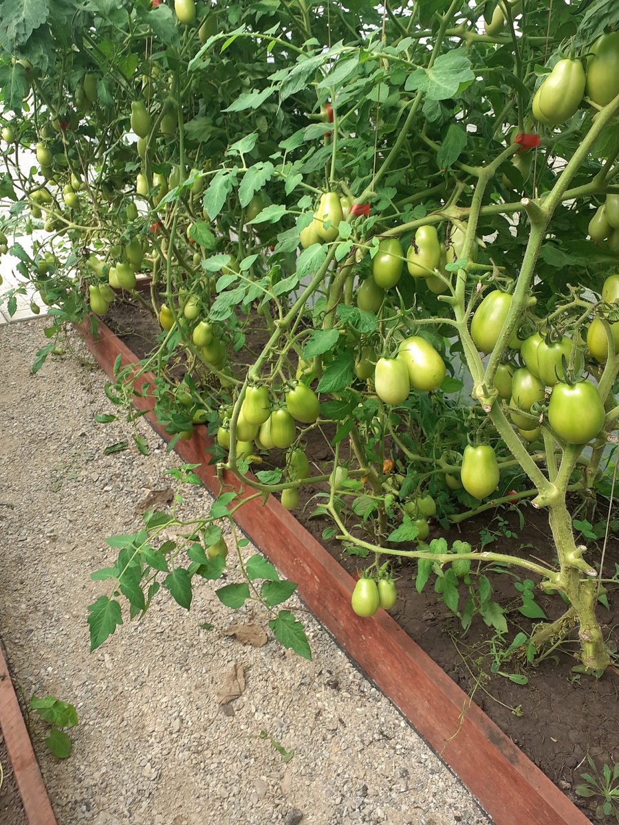 Вот такие дорожки хочу везде, а не только между грядками