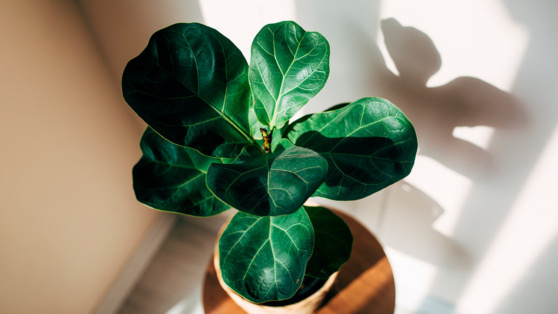    Порадует пышной кроной и новыми листьями: эксперты поделились советами по уходу за фикусом в домашних условиях Ирина Петрова