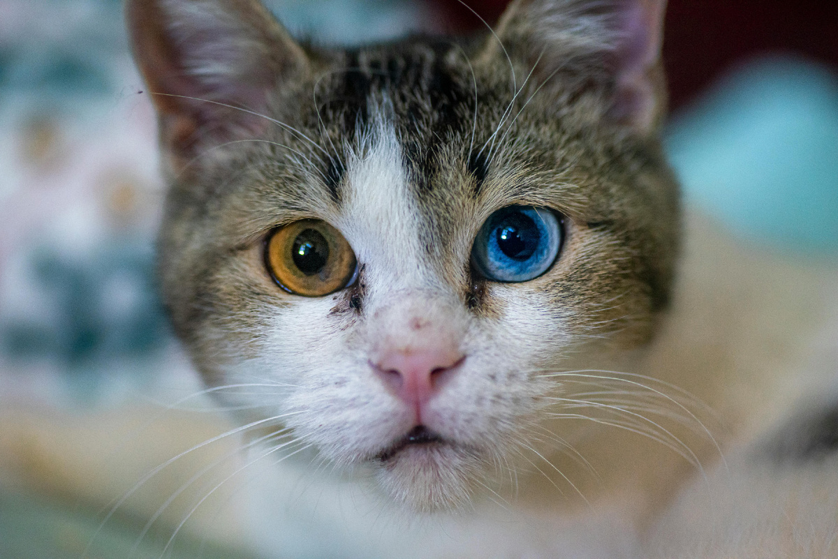 Автор фото с Pexels: Roderick Salatan: https://www.pexels.com/ru-ru/photo/30125791/