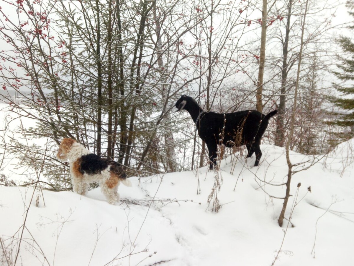 Козы неожиданно быстро подружились с собакой