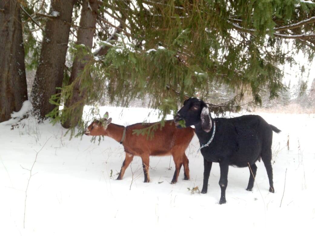 Пасёмся в лесу, на ёлочках