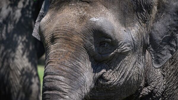    © РИА Новости . Екатерина Лызлова