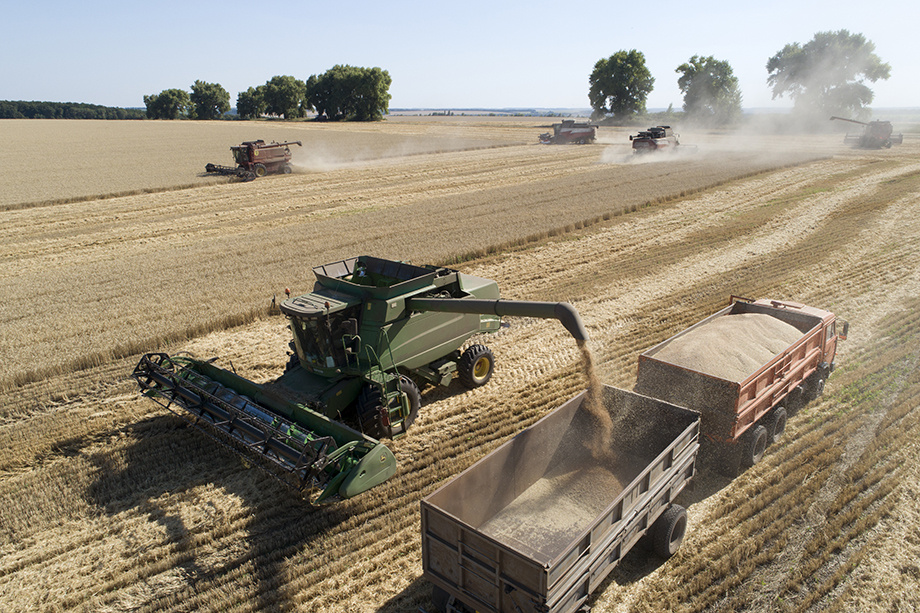 Пшеница остаётся главным экспортным товаром России на сельхозрынке. | Фото: Николай Гынгазов/ТАСС