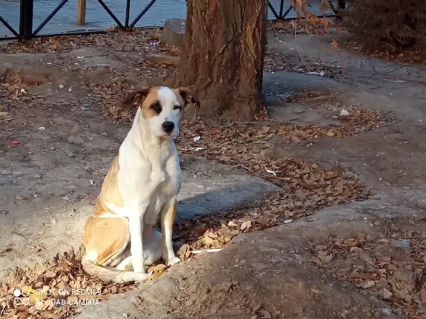 Берта в день, когда ее выбросили. Декабрь 2022г