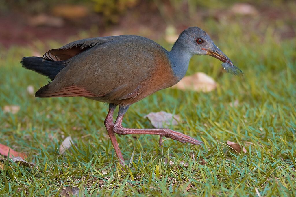 saracura três potes