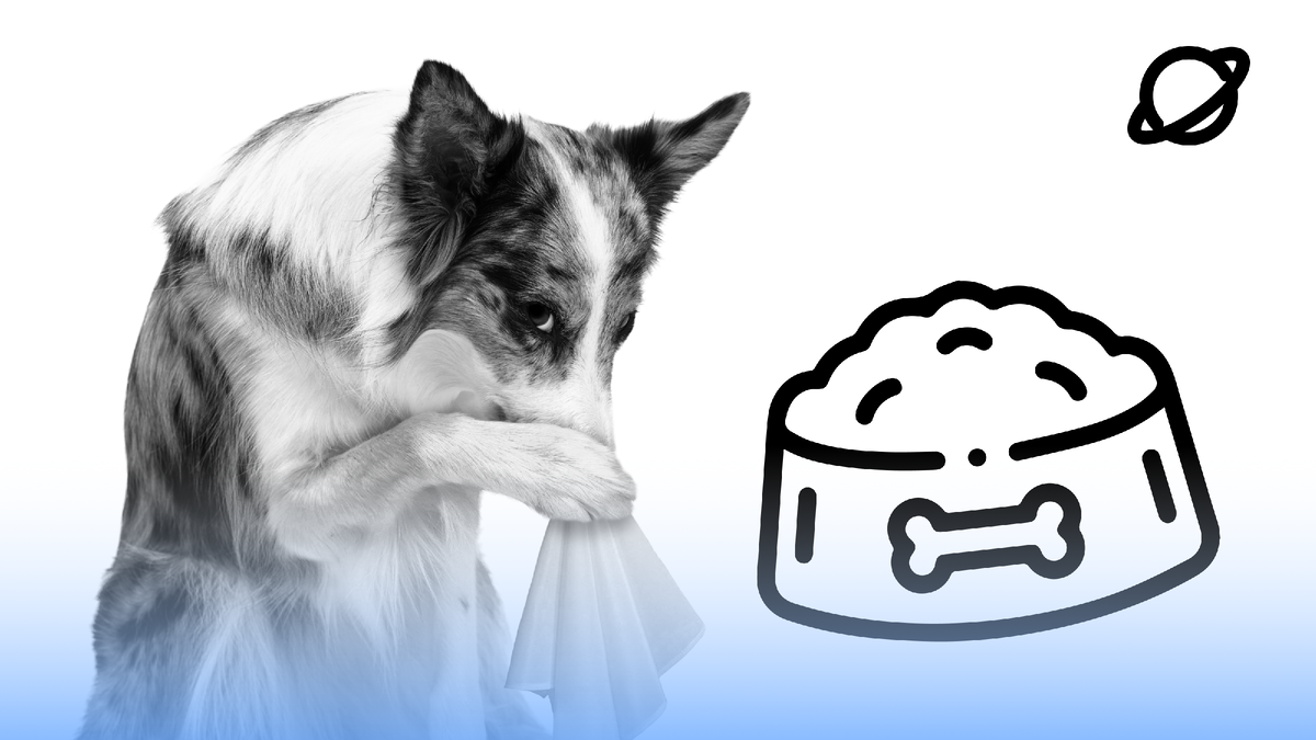 Случаи аллергии встречаются всё чаще, с каждым новым поколением животных