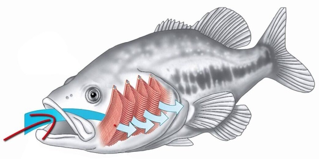 Рыба открывает рот, пропуская воду через жабры