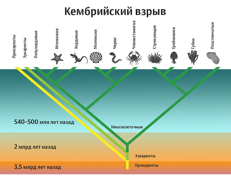 Кембрийский взрыв — резкое увеличение количества ископаемых остатков живых существ в отложениях начала кембрийского периода (около 538,8 млн лет назад). В отложениях предыдущих времён (докембрий) следы существования животных встречаются намного реже. 