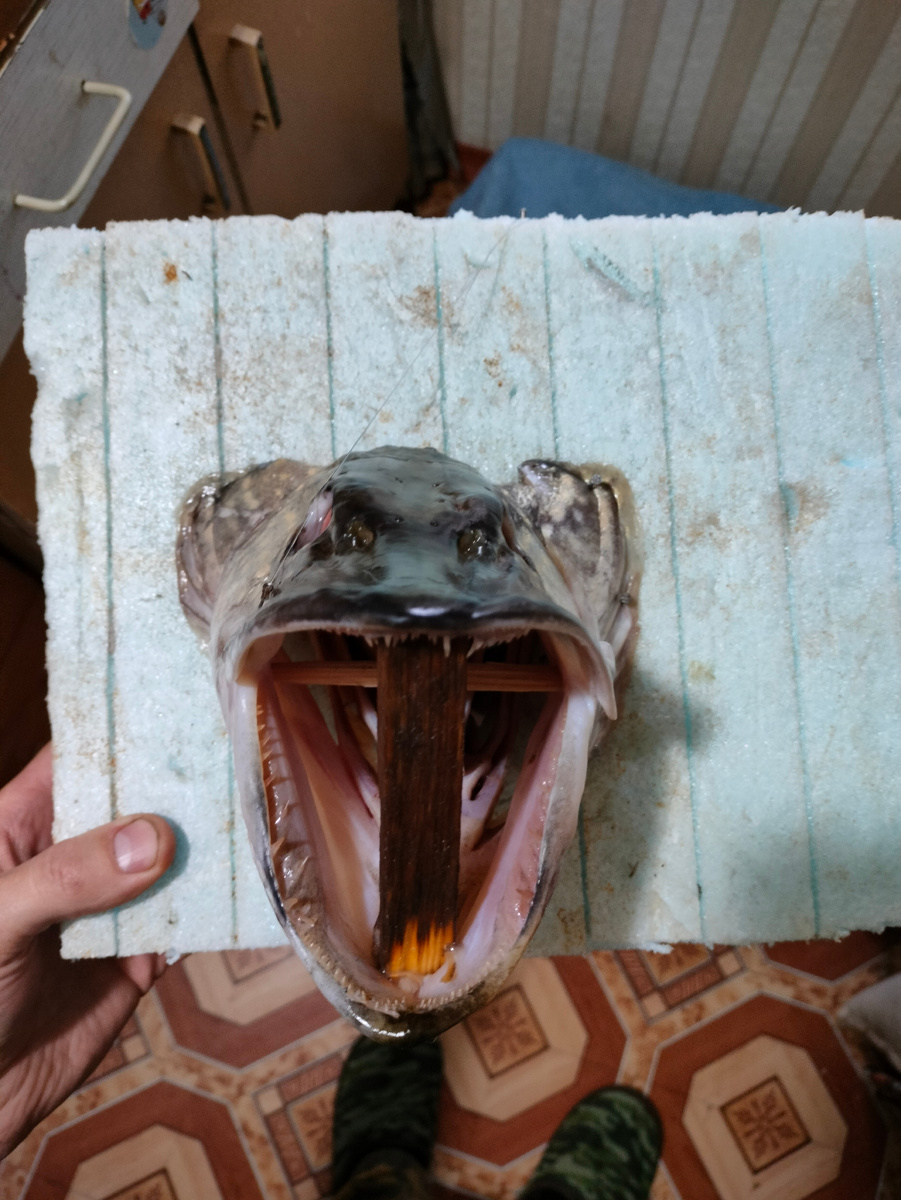 Голова щуки на куске пенопласта с распорками