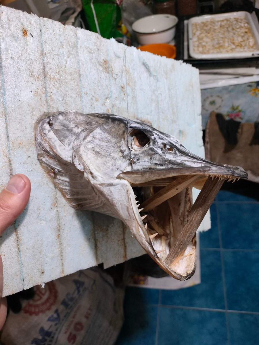 Голова щуки после просушки 30 дней 