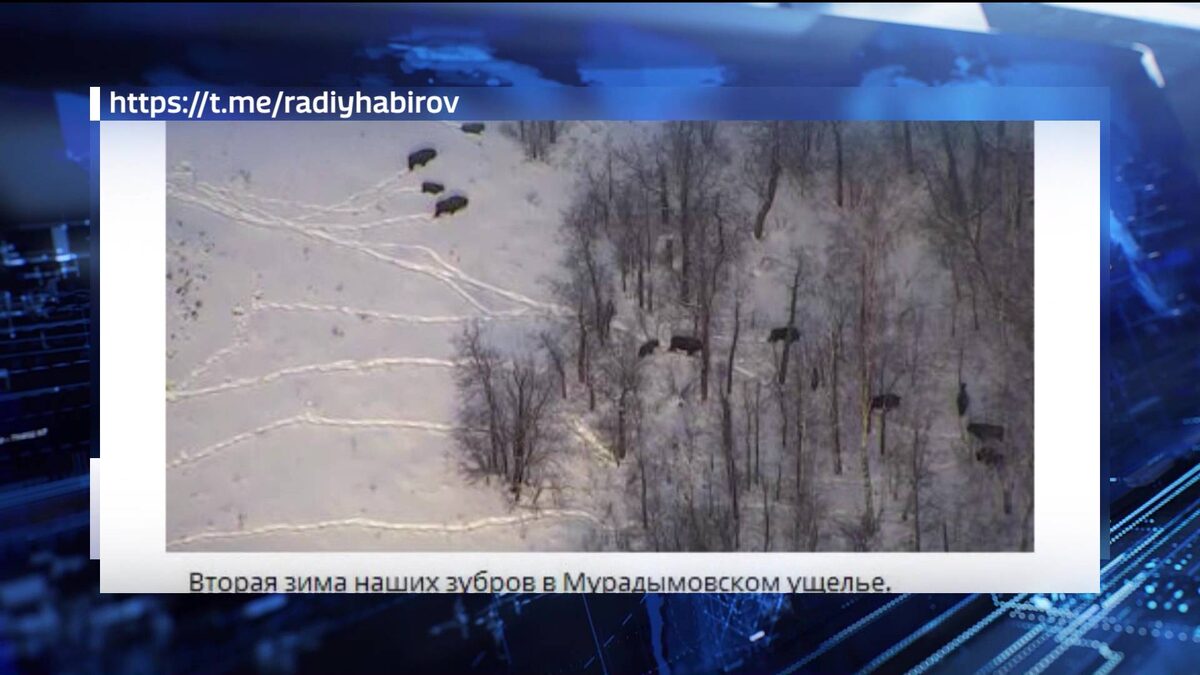    Пять детенышей родились у зубров в природном парке «Мурадымовское ущелье» в Башкирии