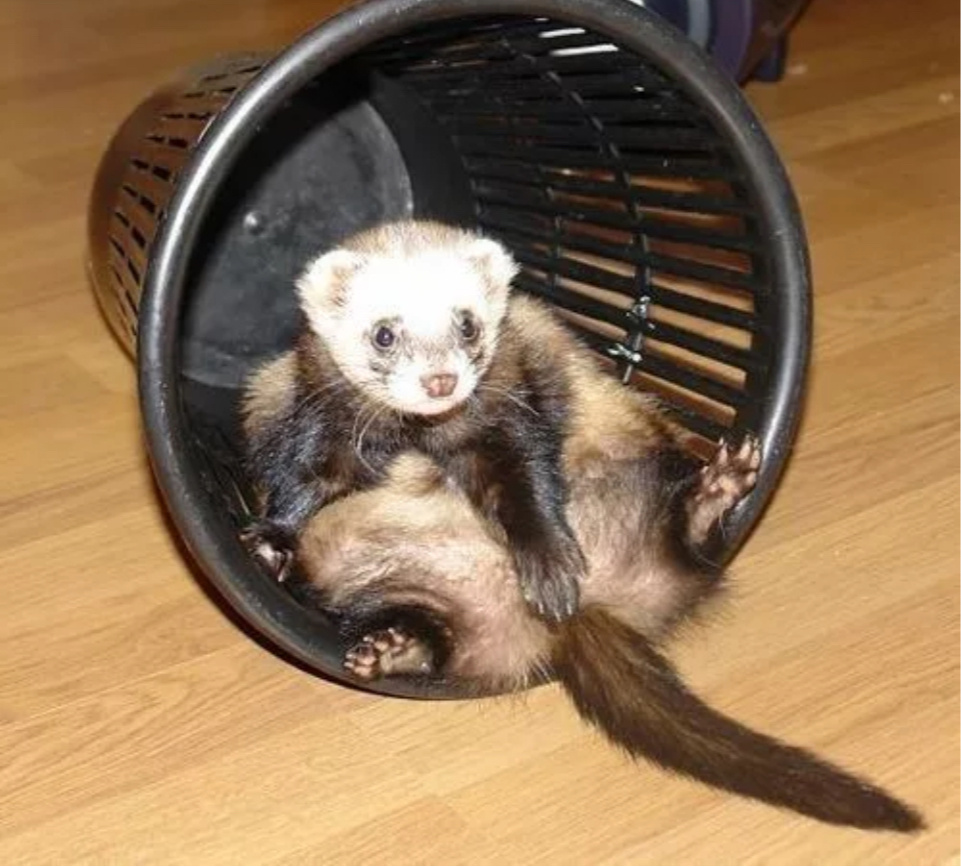 Яндекс.картинки для иллюстрации 