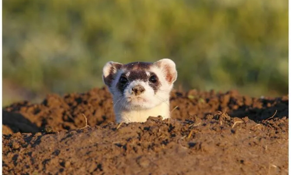 Яндекс.картинки для иллюстрации 