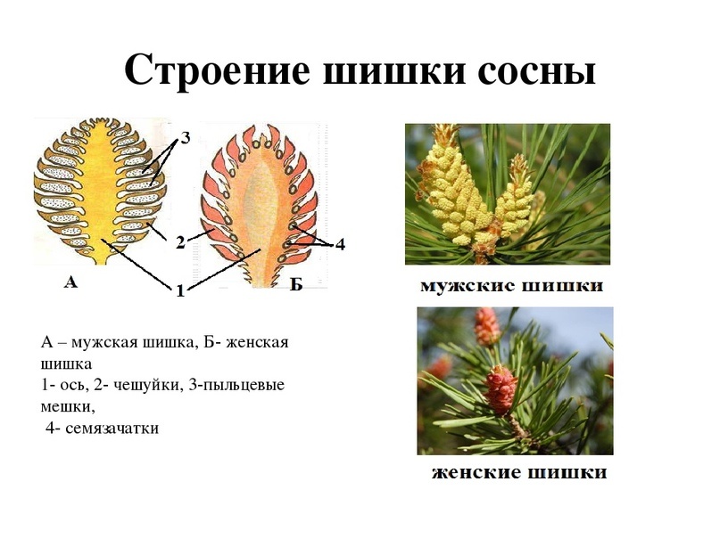 Чешуйки женских шишек