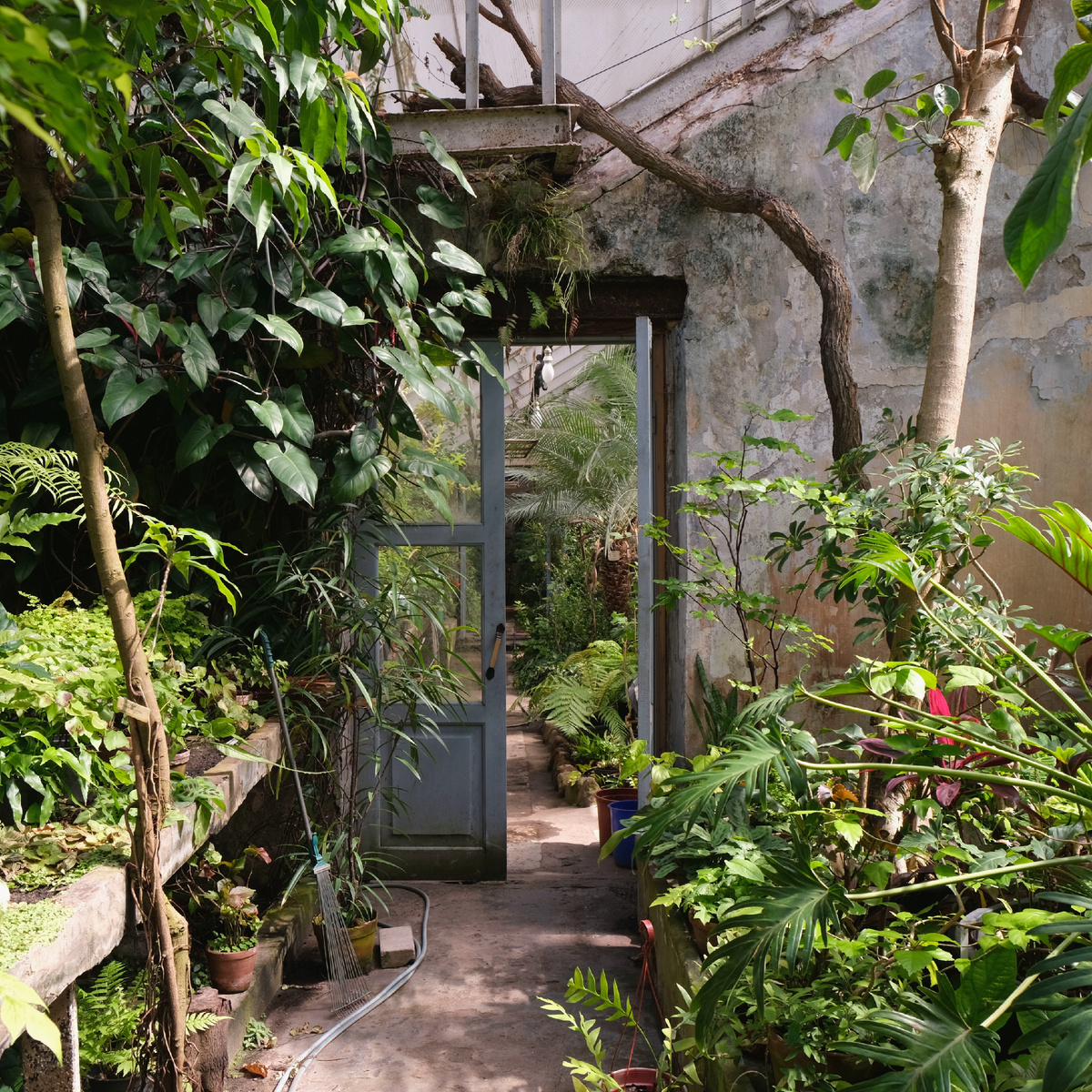 В субтропической оранжерее