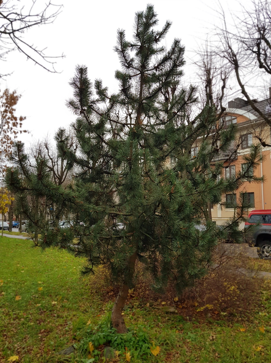 Сосна крючковатая (лат. Pinus uncinata) - 25 октября 2021 года.