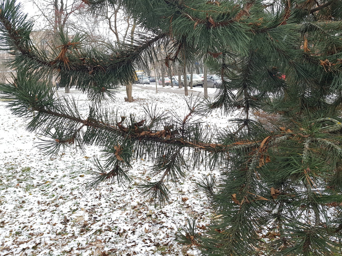 Сосна крючковатая (лат. Pinus uncinata) - 21 ноября 2023 г. - хвоя сохранилась на 5-6-7-летних приростах.