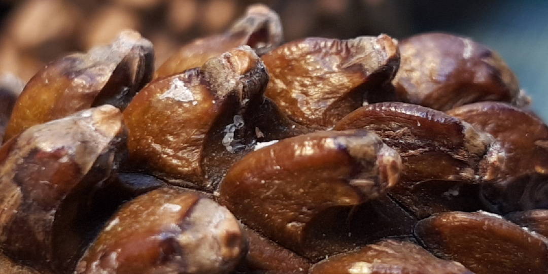 Сосна крючковатая (лат. Pinus uncinata) - выращивание из семян.