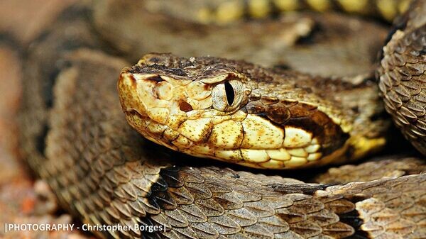    © Flickr / Christopher Borges