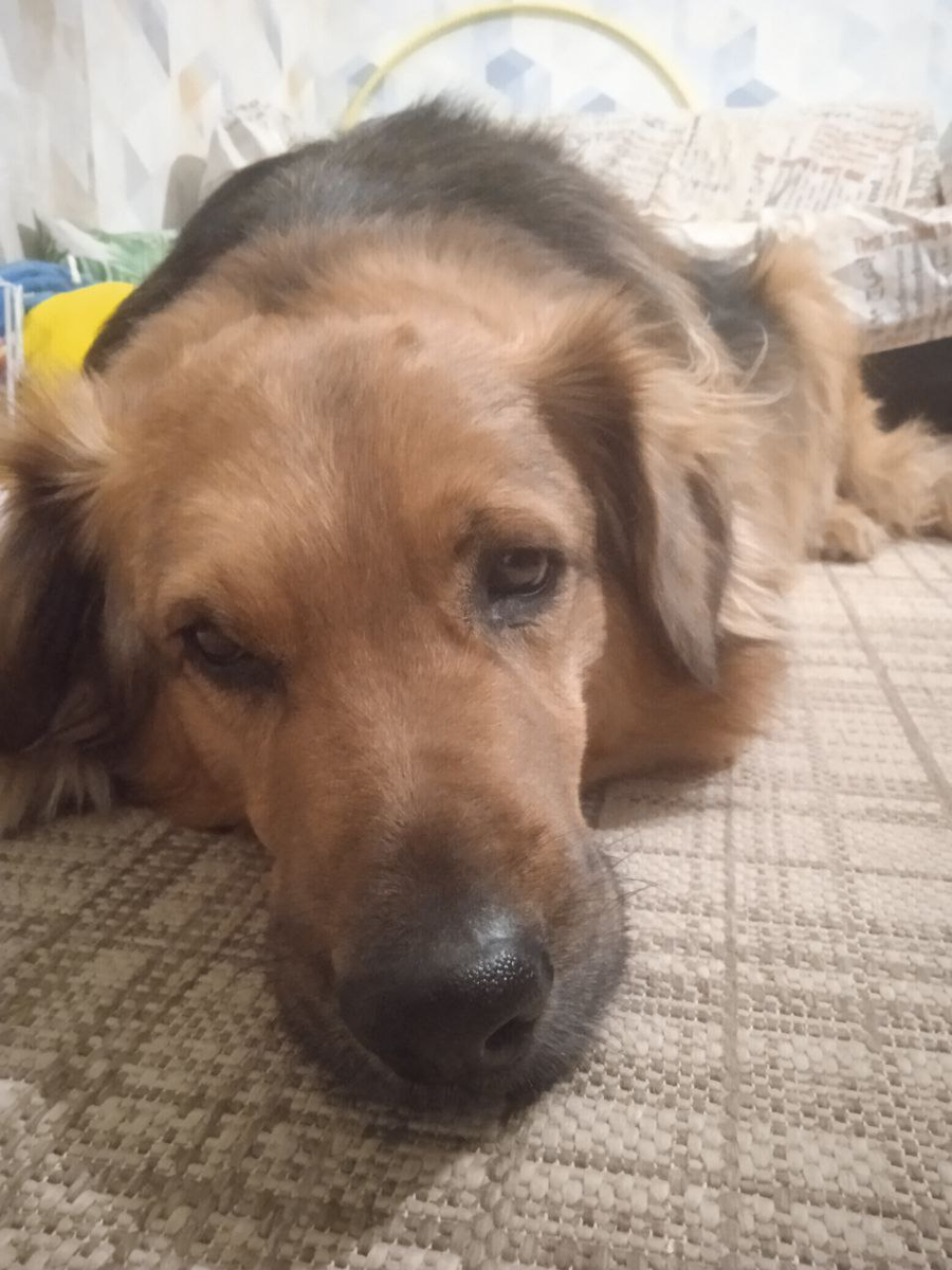 Барнюша скучает