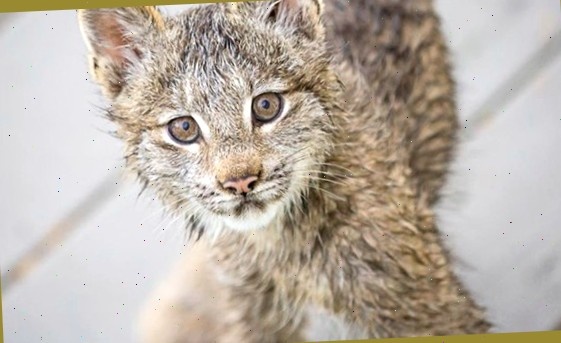 У вас не найдется покушать?