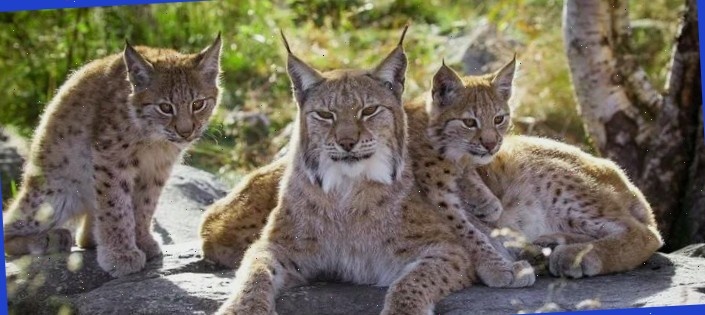 Ребята, там халявный корм, за мной!