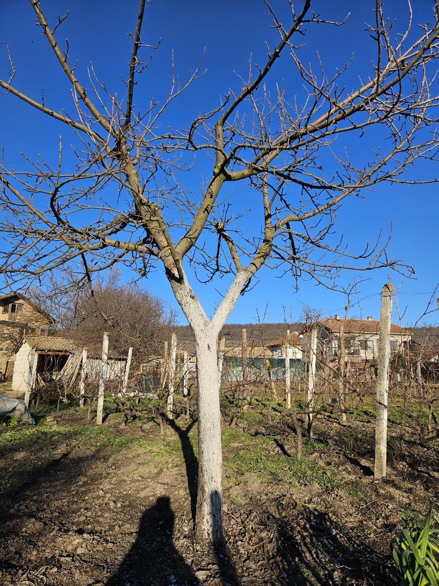 Побеленная яблоня сорта Золотая превосходная