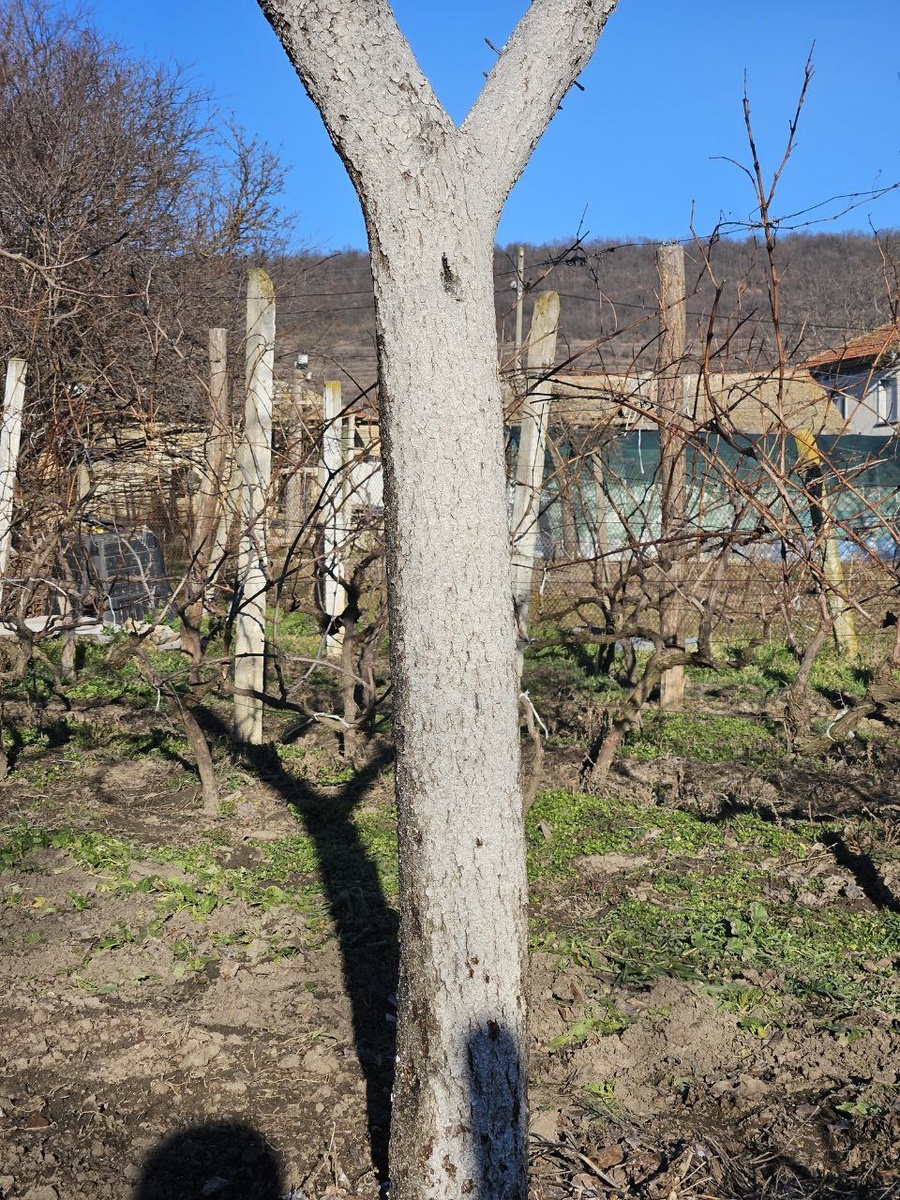 Видите эти углубления в коре? Это была галловая тля