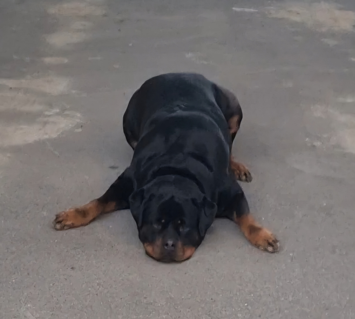 Поза : Давай играть!