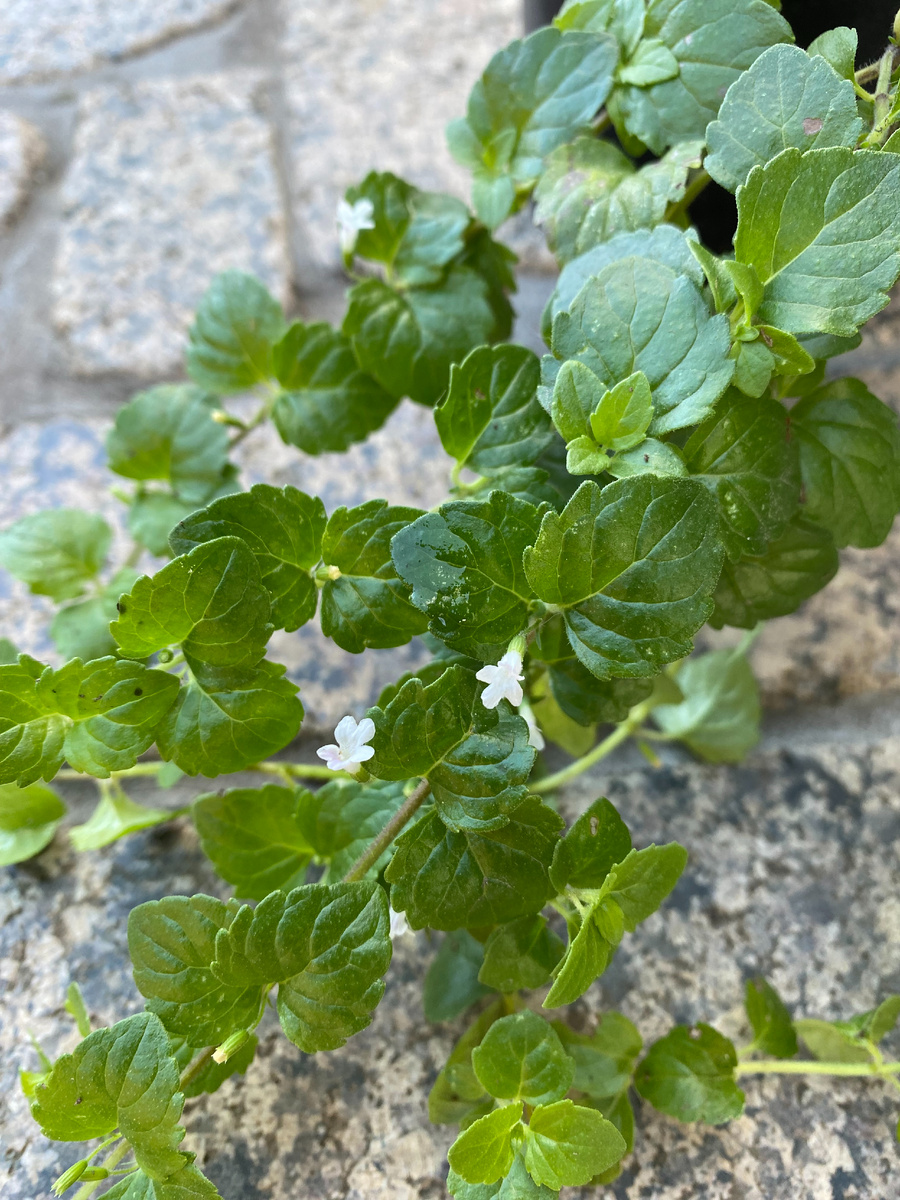 Чабер Дугласа, цветки, фото автора