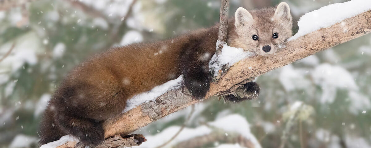 Куница - безобидный зверек на первый взгляд