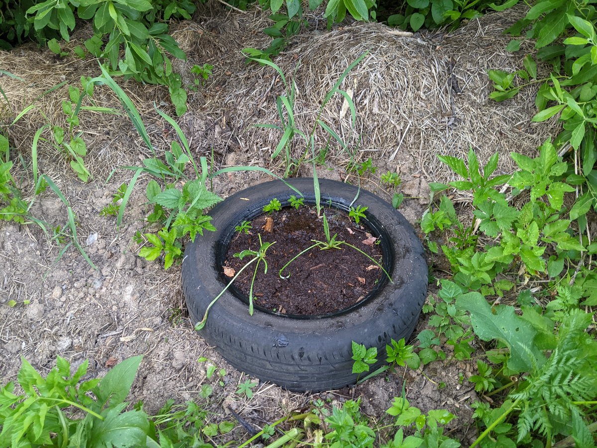 Цветочки на могилке любимой кошки :-(