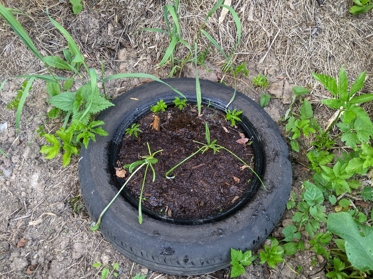 А вокруг сорняки...