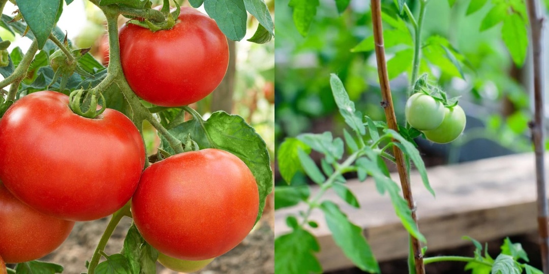 Рассмотрим нужно ли обрывать листья у томатов на примерах. От ошибок к правильному уходу