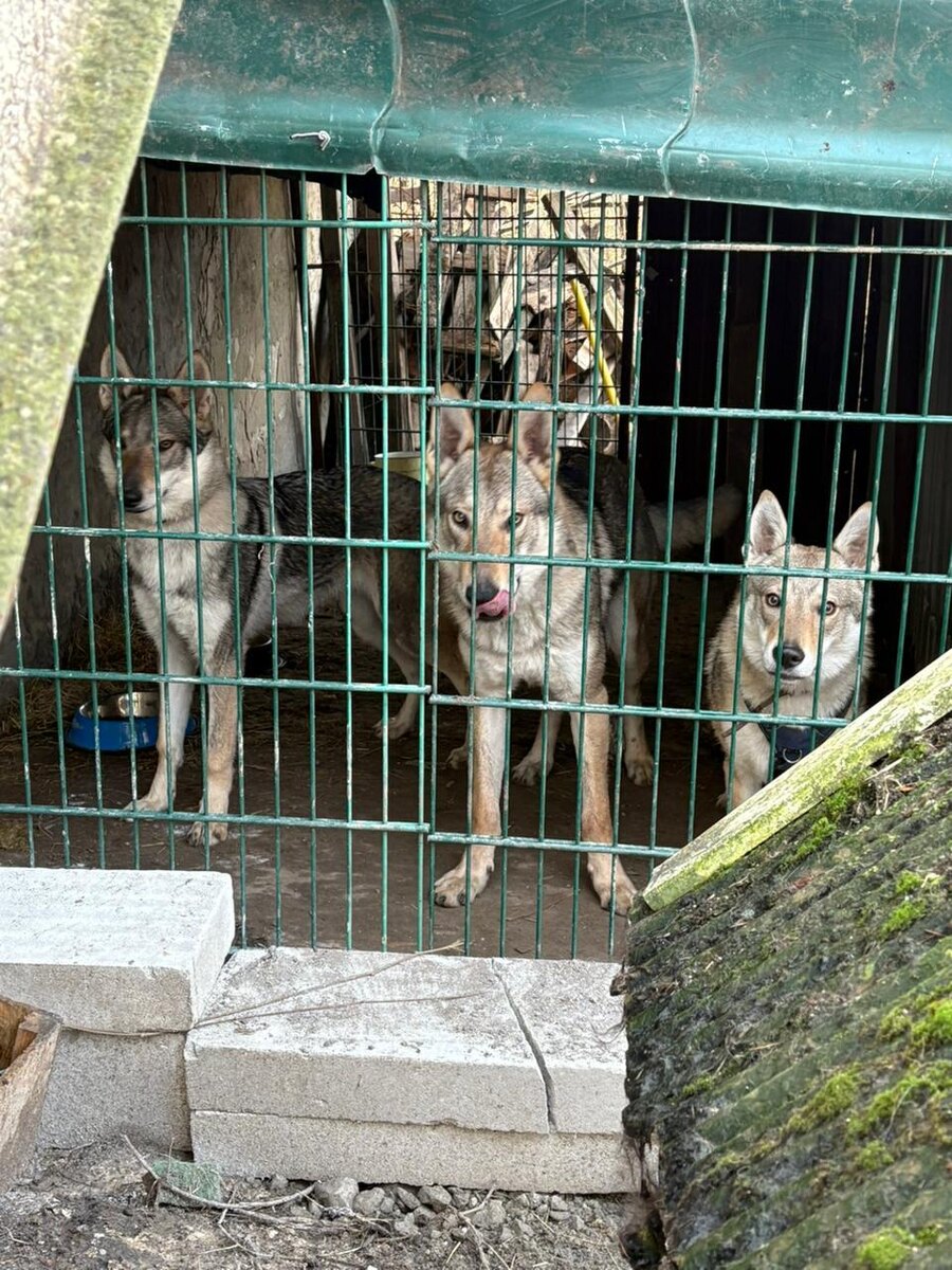 Логово наше уже немаленькое. Вот, например, наши трое из ларца, одинаковы с лица - Хвоя, Бит и Бегона. Мы обязательно вас с ними познакомим! 